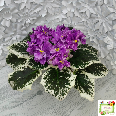 ВаТ-Шоколадное Настроение (Т. Валькова) 2019 г.