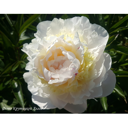 Пион Bridal Shower (Брайдл  Шоуэр)