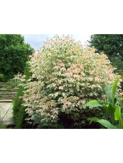 Клен ясенелистный Flamingo