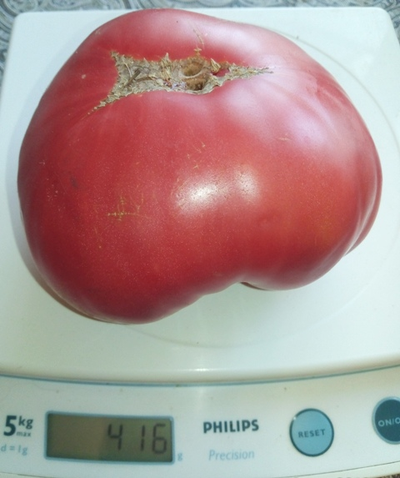 Томат Бравый генерал