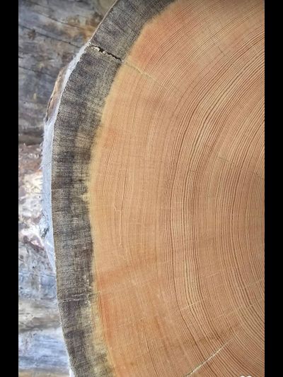 Бревно Кело диаметр 32 см, длина 6 м