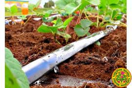 Капельный полив