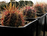 Thelocactus (3)