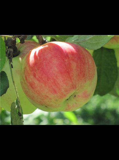 Титовка (яблоня)