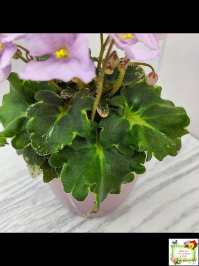 Morgan&#039;s Ivy League (C.Eros) (пестролистный гёрл)