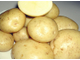 Картофель домашний, сорт Бриз, 1кг