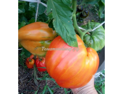 Томат Старинный сердцевидный из Акви Терме (Cuore Antico di Agui Terme), Италия