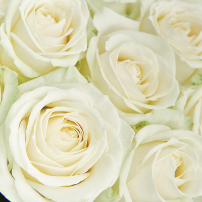 19 белых роз