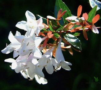 Abelia Grandiflora / Абелия Грандифлора