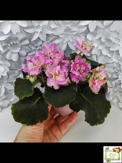 РМ-Саломея (Н. Скорнякова) 2019 г.