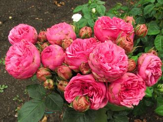 Пинк пиано (Pink Piano) Tantau.