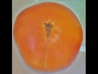 Томат Гном Девушка из Локстона ( Loxton Lass, Австралия, США )