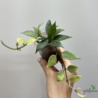 25/07/2025  Hoya Lacunosa mint