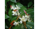 Копайба, Копайский бальзам (Copaifera officinalis) Бразилия, 5 мл - 100% натуральное эфирное масло