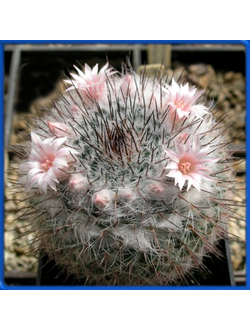 Mammillaria ritteriana SB 265