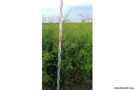 Брабант в поле с линейкой