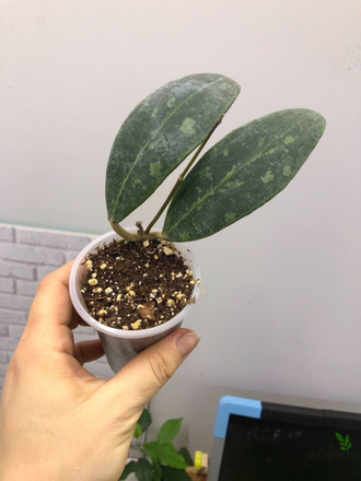 Hoya  Rintzii Borneo