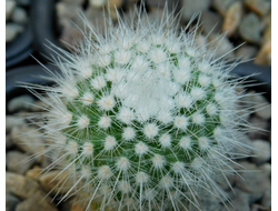 Parodia nivosa VG-1376 (D=20-25 мм)