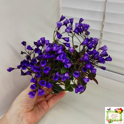 Vallarta Campanas Moradas (G.Beck) трейлер