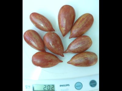 Томат Конфета сладкая сосулька (Candy Sweet Icicle)