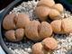 Lithops schwantesii (syn.gulielmi) C184 (MG-1721) - 10 семян