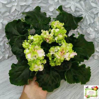 ЛЕ-Денди (Е. Лебецкая) 2011 г.