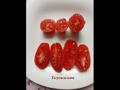 Томат Тегусигальпа (Tegucigalpa)