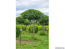 Топиар Боярышник сливолистный в форме зонта