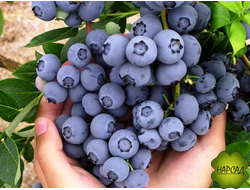 ГОЛУБИКА "БЛЮКРОП" (ПОЗДНЕСПЕЛЫЙ) саженец 3 года