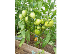 Томат Яйцо Быка с реки Гуадаррама (Huevo Toro Del Rio Guadarrama)