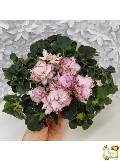 АВ-Капучино (Фиалковод) 2020 г. (лист укоренённый)