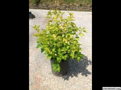 Пузыреплодник калинолистный Дартс Голд