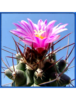 Thelocactus rinconensis v. palomaensis PP 1177