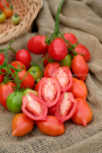 Томат Новинка Приднестровья, 10 шт