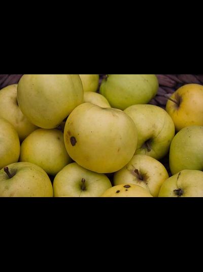 Ренет(рекорд) Мичурина (яблоня)