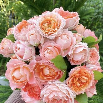 Принцесса сакура (Princess Sakura (Cherry Blossom) Keiji