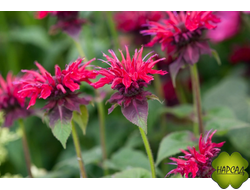 Монарда гибридная 'Fireball'