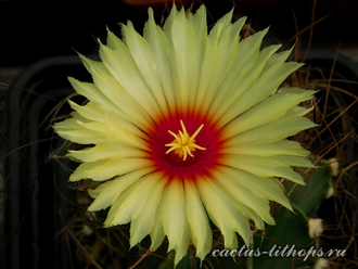 Astrophytum senile - 10 семян