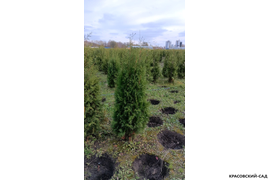 Туя Брабант фото туи к посадке в питомнике Красовский-Сад.рф