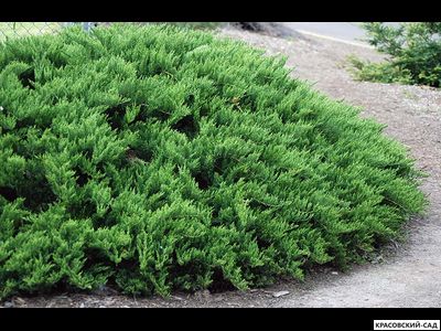 Можжевельник казацкий Тамарисцифолиа - Tamariscifolia