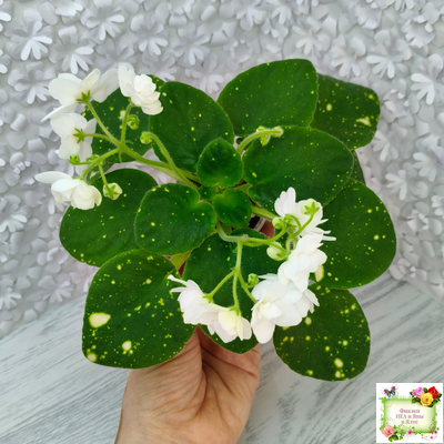 ШН-Космическая Фея (Н. Шушакова) 2019 г.