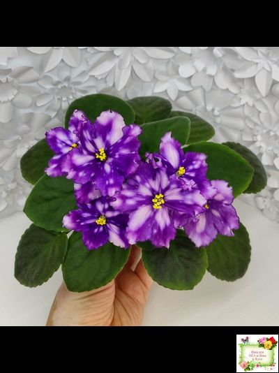 МТ-Свет Кометы (М. Тотиева) 2022 г. (лист посажен 28.10.25)