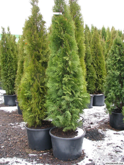 Туя Смарагд - Smaragd 1 метр