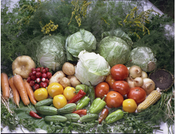 Купить греющую картину с фото капуста и овощи