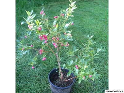 Голубика Пинк Лемонейд - Pink Lemonade