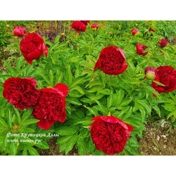 Пион Red Charm (Ред Чарм)