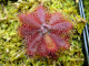 Drosera tomentosa