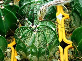 Astrophytum capricorne (D=50-60 мм)