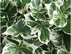 Бересклет форчуна Emerald Gaiety, C2