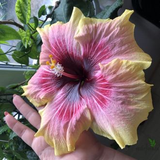 Гибискус Tahitian Queen